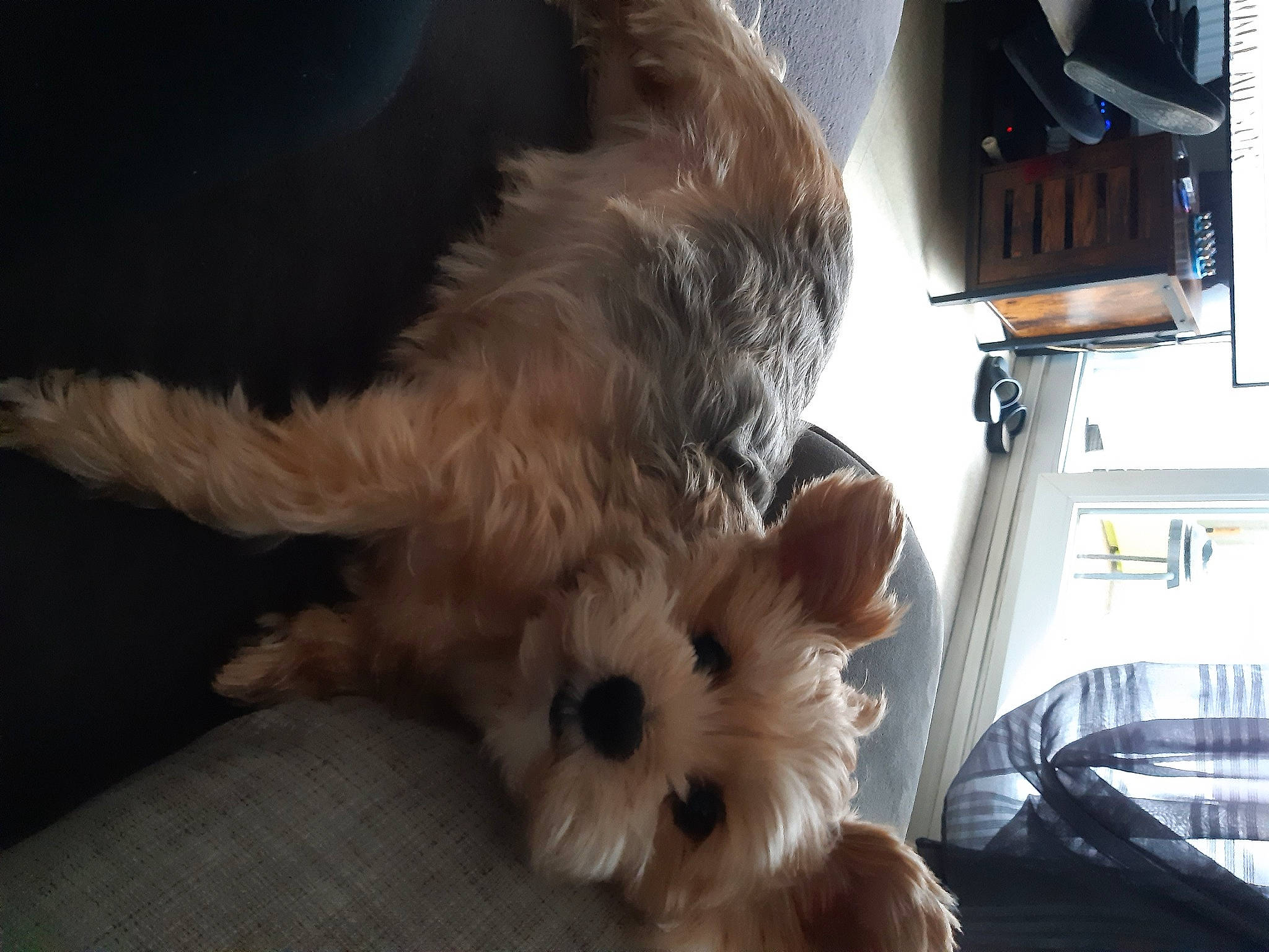 Lina a rejoint le concours — aidez-le/la à gagner de superbes lots ! canidae, carnivore, companion_dog, dog, dog_breed, fawn, felidae, fur, paw, pomeranian, small_terrier, small_to_medium_sized_cats, snout, spitz, sporting_group, tail, terrier, toy_dog, whiskers, working_animal
