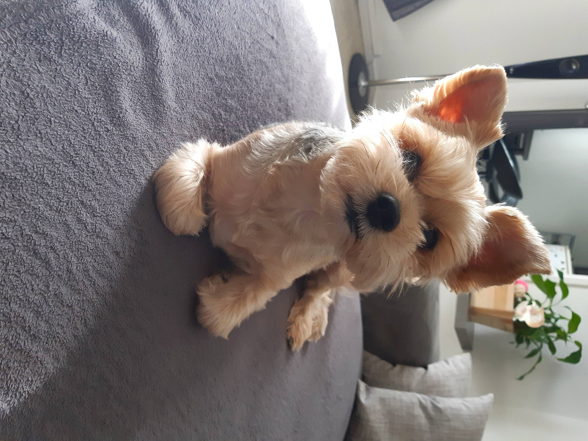 Lina