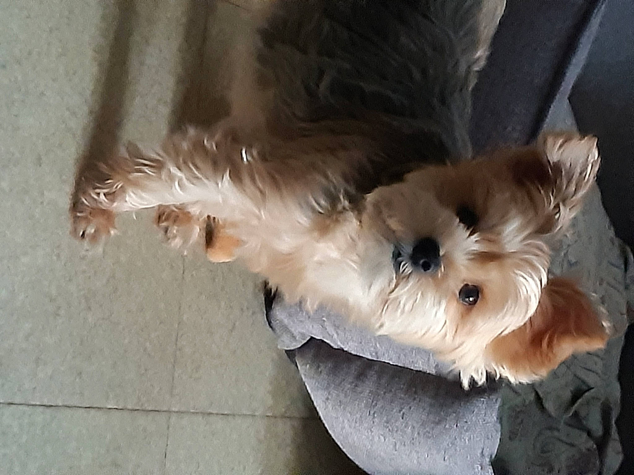 Lina a rejoint le concours — aidez-le/la à gagner de superbes lots ! biewer_terrier, canidae, carnivore, companion_dog, dog, dog_breed, dog_supply, fawn, fur, maltepoo, non_sporting_group, paw, small_terrier, snout, sporting_group, tail, terrier, toy_dog, working_animal