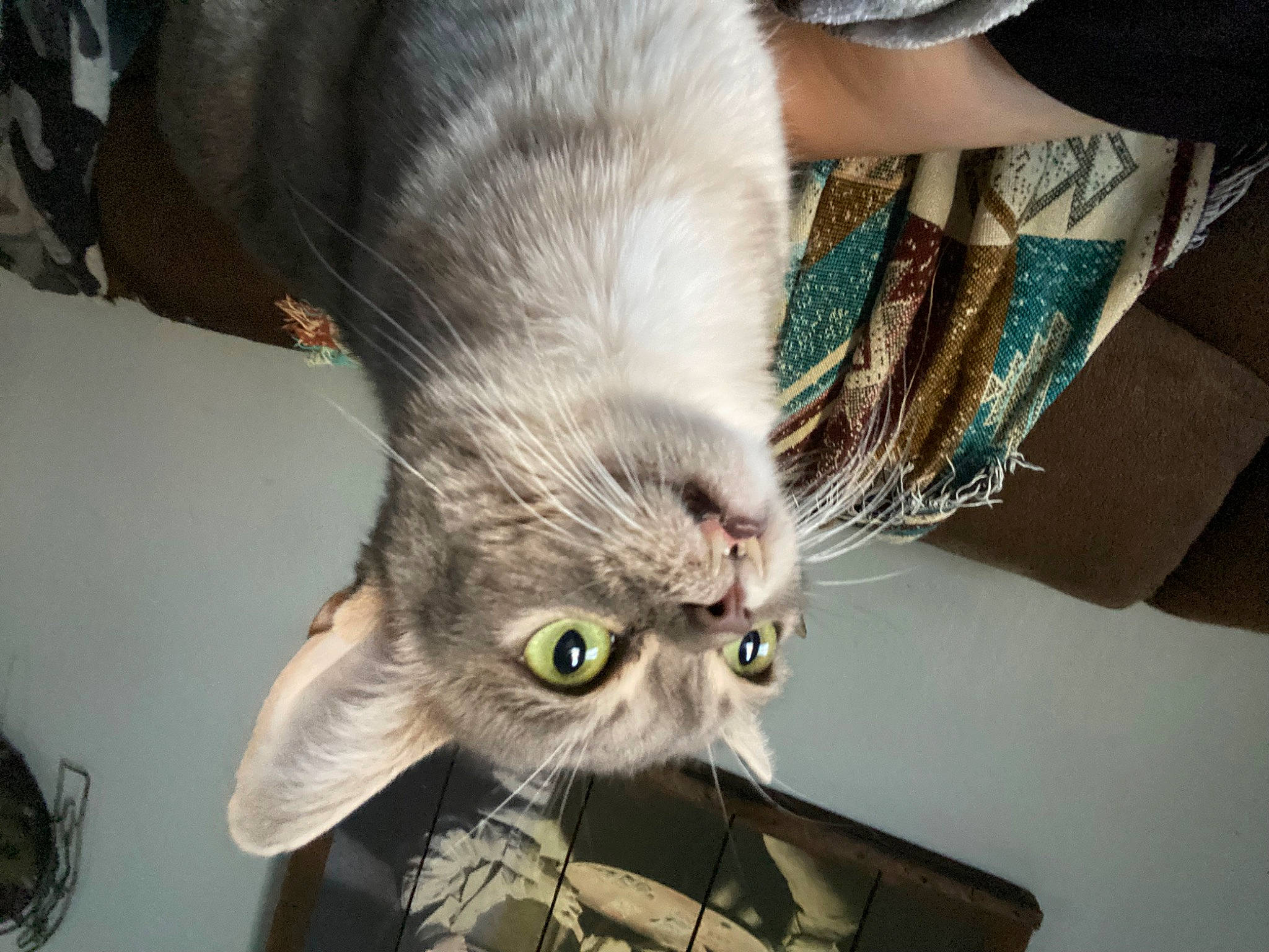 Travis joined the competition — help win amazing prizes! carnivore, cat, claw, comfort, devon_rex, domestic_short_haired_cat, ear, felidae, fur, paw, plant, small_to_medium_sized_cats, tail, whiskers
