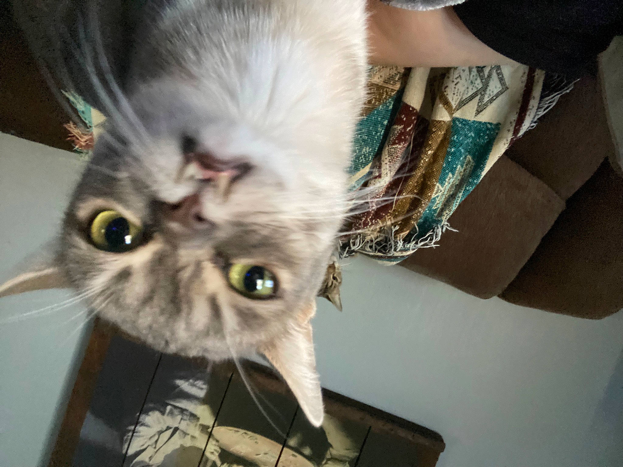 Travis is registered to the contest to win money with this photo: carnivore, cat, comfort, domestic_short_haired_cat, ear, felidae, fur, paw, photo_caption, plant, small_to_medium_sized_cats, snout, whiskers