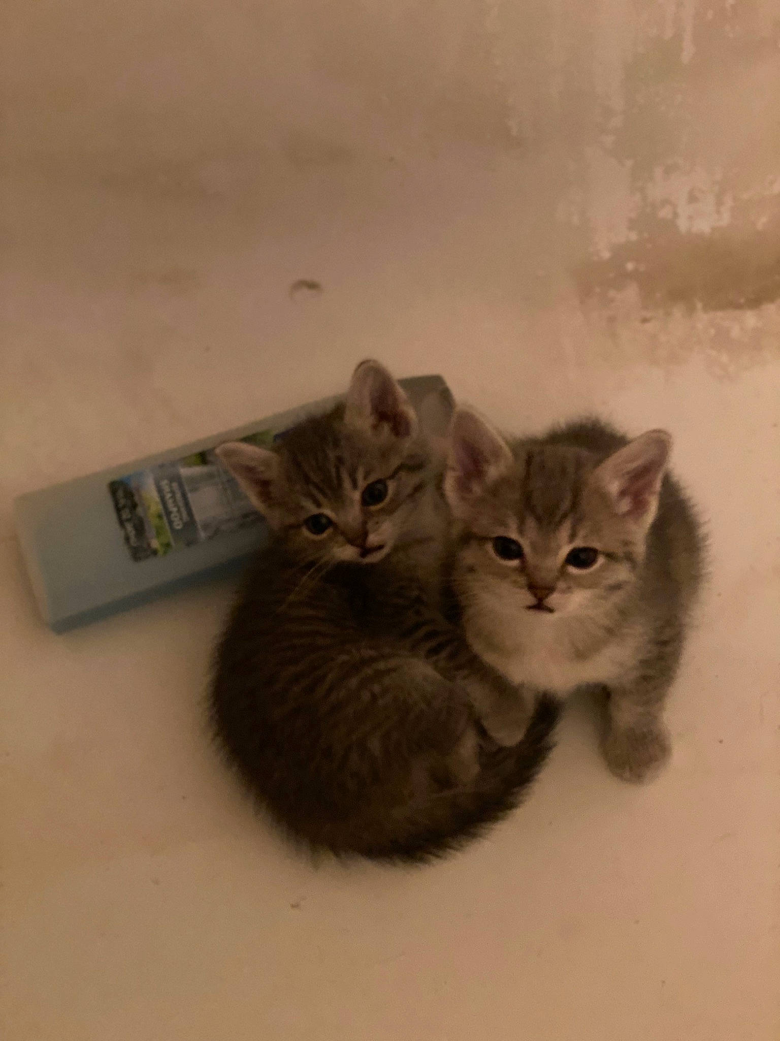 Kittens