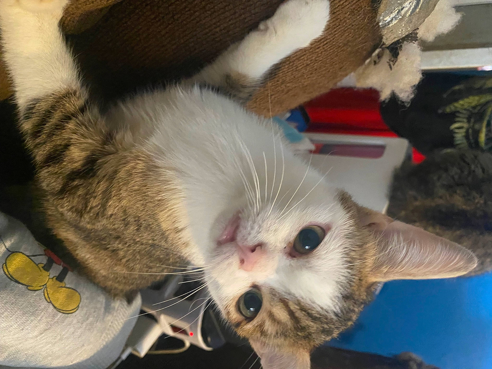 Carlson is registered to the contest to win money with this photo: carnivore, cat, claw, comfort, domestic_short_haired_cat, fang, fawn, felidae, foot, fur, paw, small_to_medium_sized_cats, snout, tail, whiskers