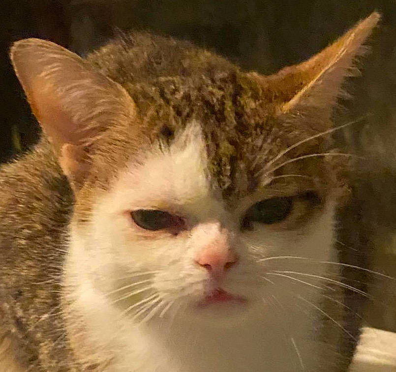 Carlson joined the competition — help win amazing prizes! carnivore, cat, domestic_short_haired_cat, ear, eye, felidae, fur, grass, hair, head, iris, paw, plant, small_to_medium_sized_cats, snout, terrestrial_animal, tree, whiskers, window