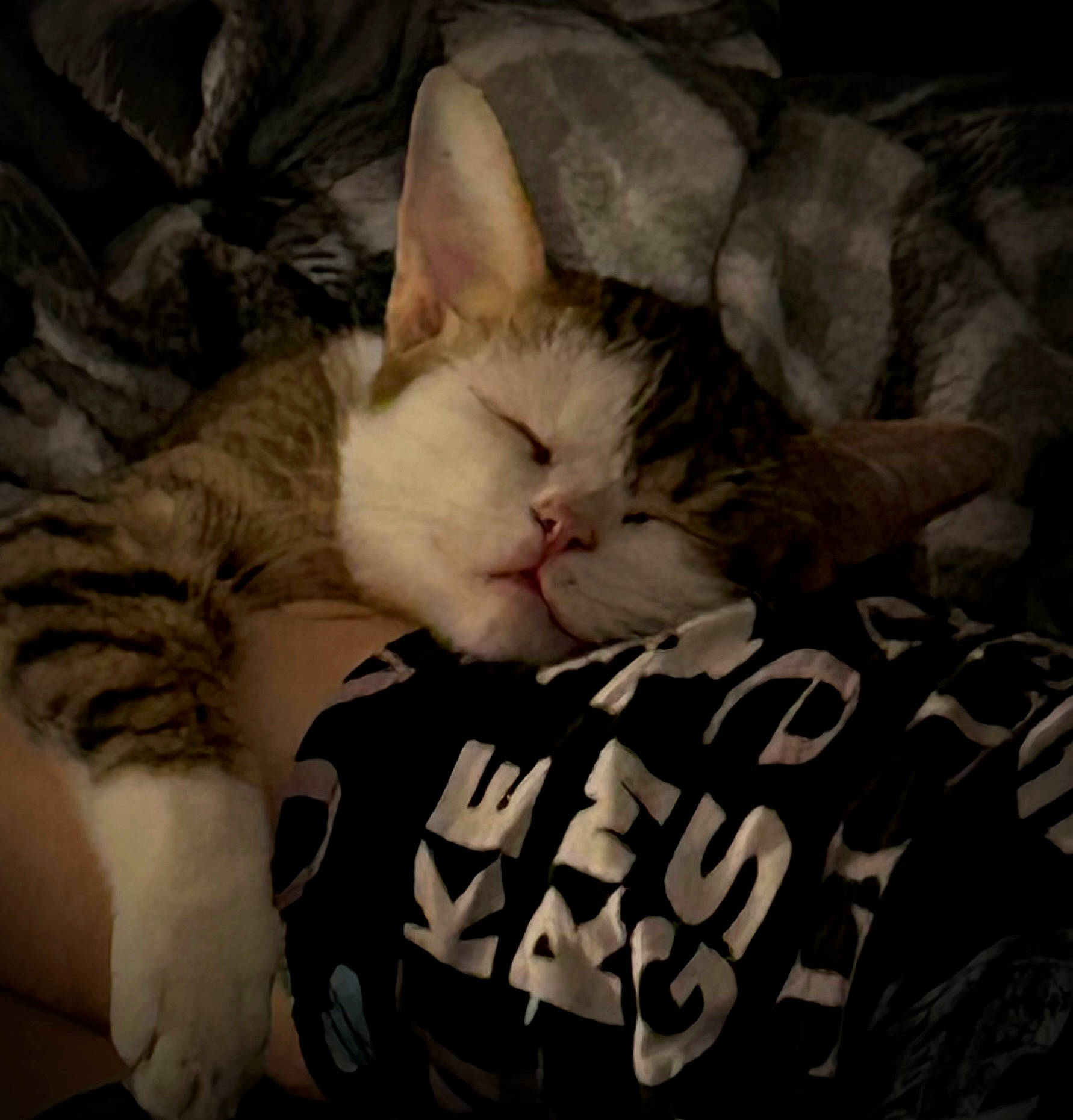 Carlson joined the competition — help win amazing prizes! bed, carnivore, cat, cloud, comfort, domestic_short_haired_cat, felidae, foot, fur, gesture, love, nap, paw, photo_caption, sky, sleep, small_to_medium_sized_cats, snout, tail, whiskers