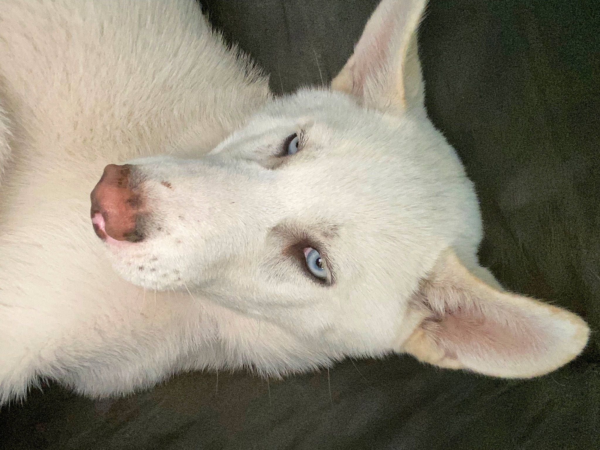 Dakota joined the competition — help win amazing prizes! ancient_dog_breeds, canidae, carnivore, companion_dog, dog, dog_breed, fawn, fur, no_expression, non_sporting_group, sporting_group, terrestrial_animal, whiskers, working_animal