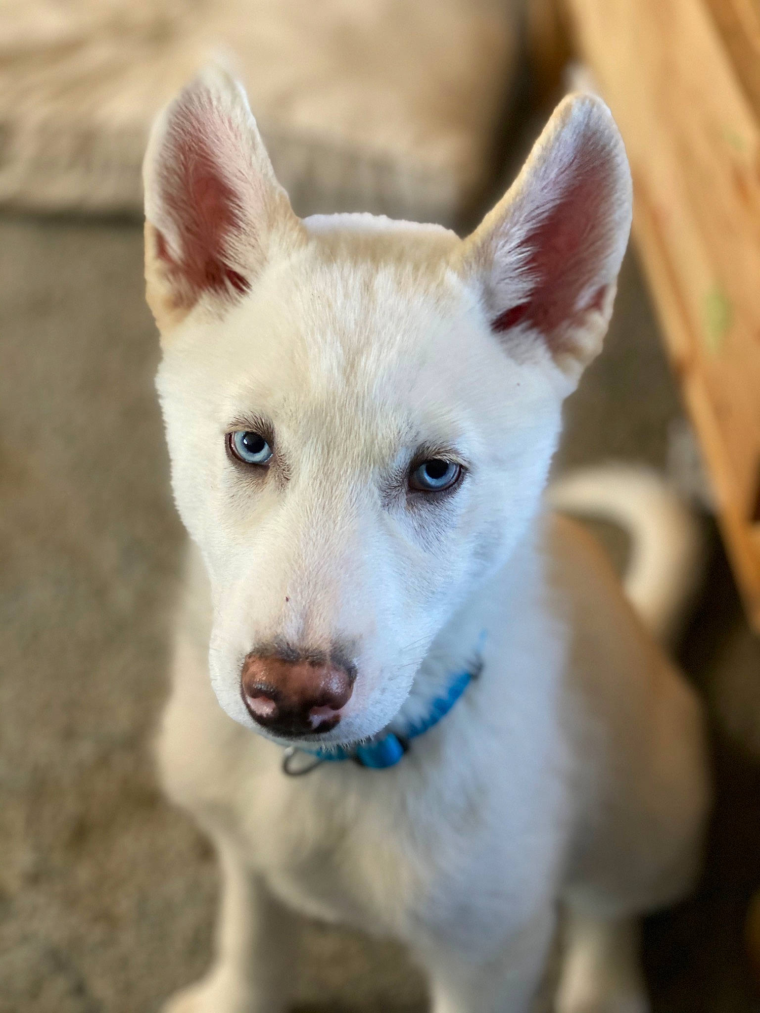 Dakota is registered to the contest to win money with this photo: ancient_dog_breeds, canidae, carnivore, collar, companion_dog, dog, dog_breed, dog_collar, fawn, non_sporting_group, puppy, sporting_group, terrestrial_animal, whiskers, working_animal, working_dog