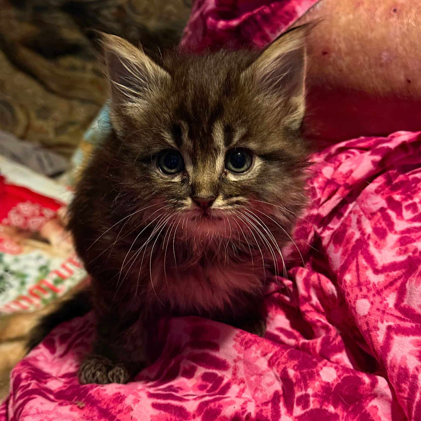 Lucky Star is registered to the contest to win money with this photo: abyssinian, animal, blanket, cat, couch, furniture, kitten, manx, pet, quilt, siamese, velvet