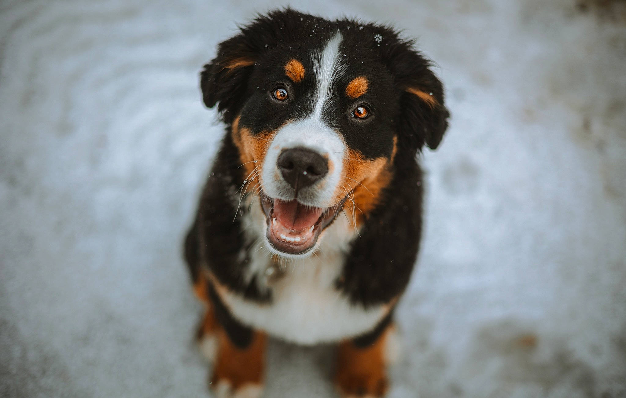 Atticus joined the competition — help win amazing prizes! bernese_mountain_dog, canidae, carnivore, companion_dog, dog, dog_breed, fur, herding_dog, smile, snout, snow, sporting_group, terrestrial_animal, whiskers, working_dog