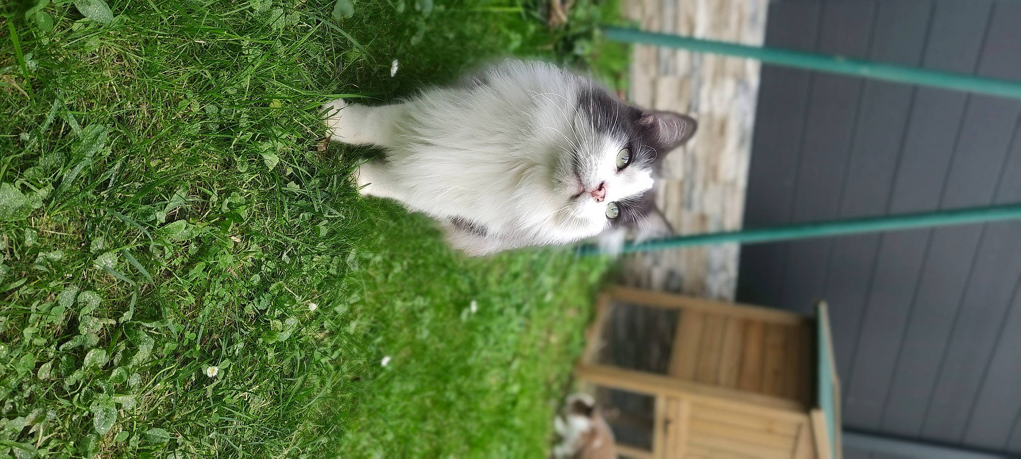 Jango a rejoint le concours — aidez-le/la à gagner de superbes lots ! carnivore, cat, domestic_short_haired_cat, felidae, fence, fur, grass, groundcover, plant, small_to_medium_sized_cats, snout, tail, tree, whiskers, wood