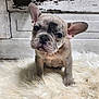 dog, puppy, french_bulldog, pet, fur, big_ears, floppy_ear, curious, sitting, close_up, portrait, front_paws, rug, furry_rug, wood_paneling, distressed_paint, rustic, cozy, greenery, indoor