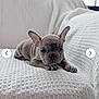 King Marble joined the competition — help win amazing prizes! dog, puppy, french_bulldog, gray_fur, sofa, couch, blanket, textured_fabric, indoor, pet, cute, ears, paws, closeup, portrait, cozy, home_interior, website_screenshot, mobile_browser_ui, logo