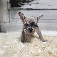 King Marble is registered to the contest to win money with this photo: dog, puppy, french_bulldog, pet, fluffy_rug, indoor, portrait, cute, ears, wrinkled_face, fur, close_up, small_dog, cozy, white_rug, wood_background, shallow_depth_of_field, expression, sitting, animal