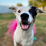 Daisy is registered to the contest to win money with this photo: dog, animal, pet, outdoor, grass, tutu, pink, happy, smiling, tongue_out, closeup, face, ears, black_patch, white_fur, daylight, nature, playful, cute, fun