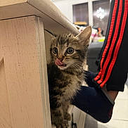 Guizmo participe au concours pour gagner de l'argent avec cette photo : kitten, cat, tabby, furniture, wood, tongue_out, curious, indoor, person, pants, stripes, footwear, slippers, floor, home, cute, pet, animal, close_up, young