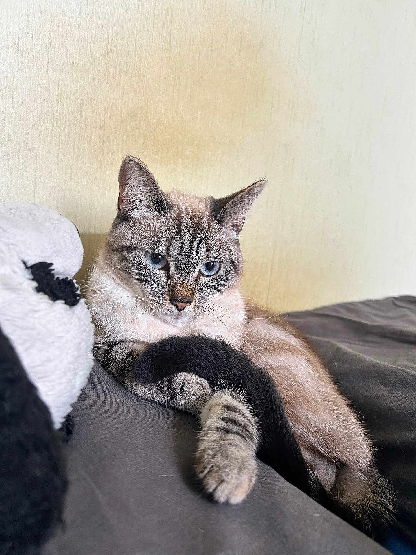 Isis a rejoint le concours — aidez-le/la à gagner de superbes lots ! cat, blue_eyes, feline, relaxed, tail, paw, fur, indoor, resting, close_up, animal, pet, cute, tabby, striped, whiskers, calm, soft_light, bed, cozy