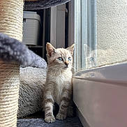 Isis a rejoint le concours — aidez-le/la à gagner de superbes lots ! kitten, cat, blue_eyes, window, reflection, cat_tree, scratching_post, fur, indoor, pet, curious, young_cat, soft_texture, cozy, animal, looking, light, shadow, floor, home