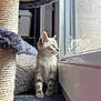 kitten, cat, blue_eyes, reflection, window, indoor, cat_tree, scratching_post, fur, curious, soft_texture, cozy, pet, animal, young, whiskers, paws, resting, daylight, close_up