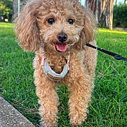 Mia participe au concours pour gagner de l'argent avec cette photo : dog, curly_fur, leash, harness, grass, sidewalk, park, outdoor, animal, pet, canine, happy, tongue_out, walking, nature, daylight, tree, fur, cute, playful