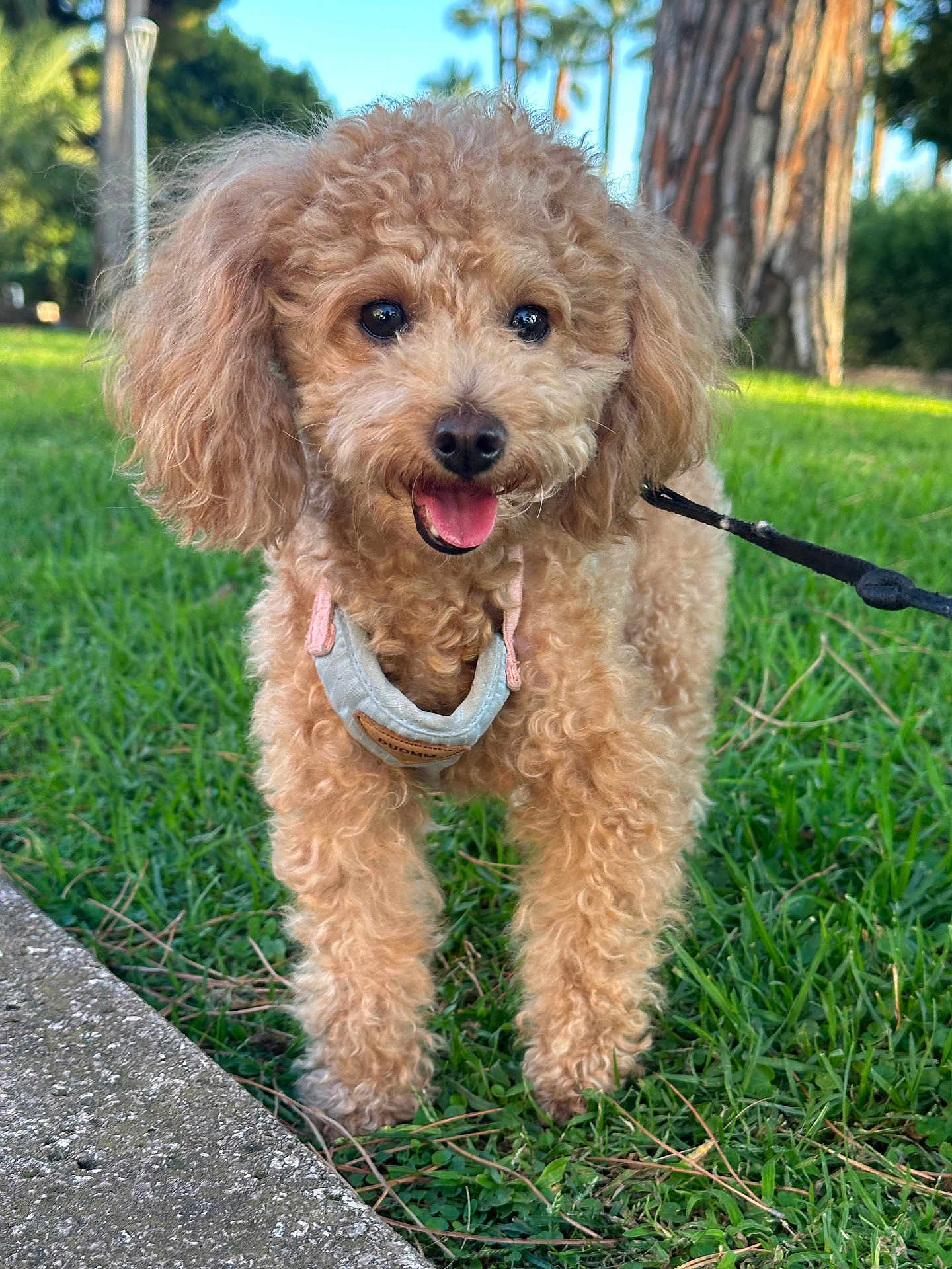 Mia participe au concours pour gagner de l'argent avec cette photo : dog, curly_fur, leash, harness, grass, sidewalk, park, outdoor, animal, pet, canine, happy, tongue_out, walking, nature, daylight, tree, fur, cute, playful