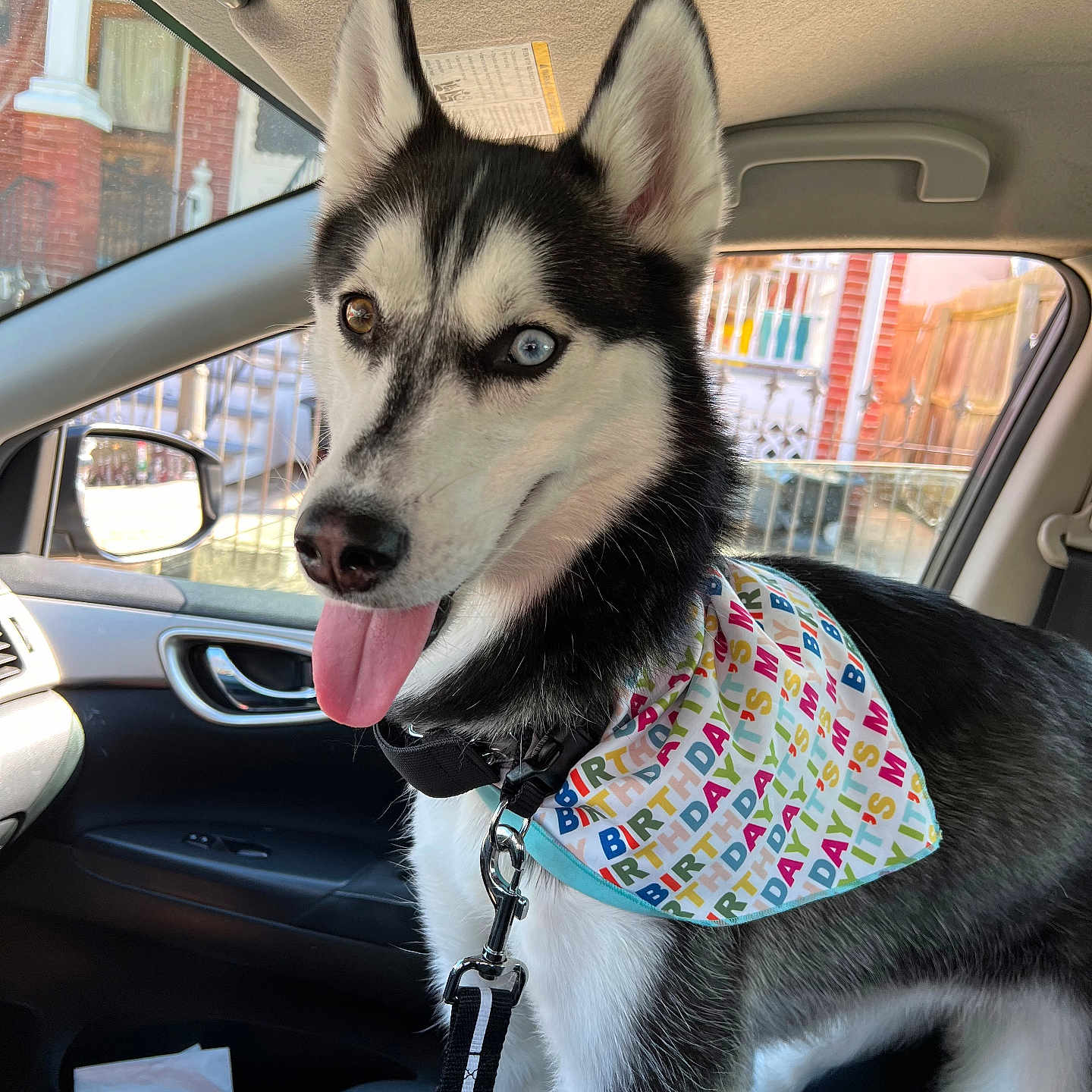 Mya joined the competition — help win amazing prizes! accessories, alloywheel, animal, canine, car, carwheel, cushion, dog, eskimodog, headrest, homedecor, husky, machine, pet, puppy, spoke, tire, transportation, vehicle, wheel