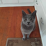 Momoe joined the competition — help win amazing prizes! cat, gray_cat, pet, feline, indoor, wooden_floor, rug, kitchen, cabinet, cabinet_handle, tail, whiskers, yellow_eyes, paws, looking_up, curious, portrait, mat, timestamp, flooring