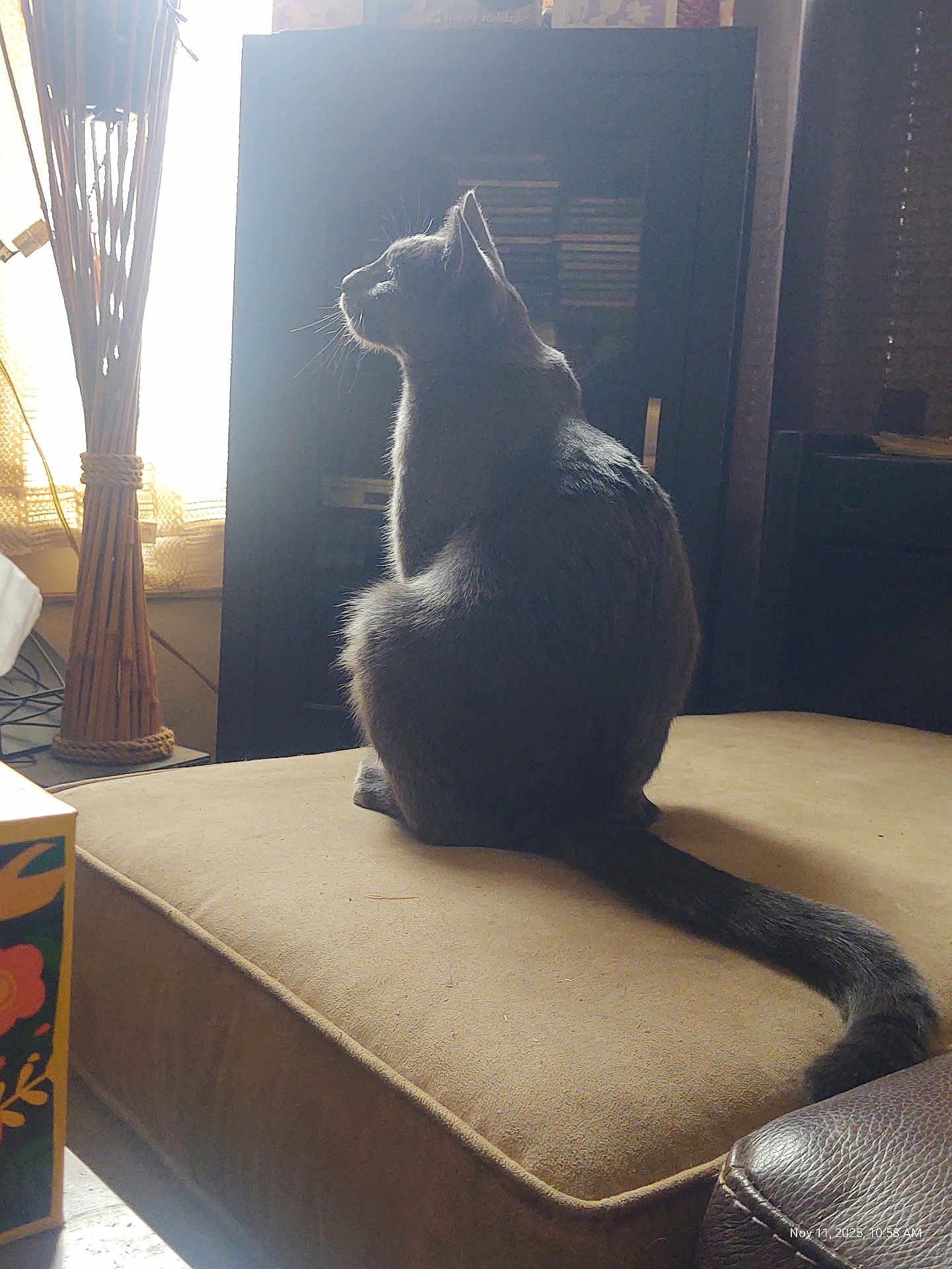 Momoe joined the competition — help win amazing prizes! cat, gray_cat, pet, cushion, ottoman, tail, whiskers, window, backlit, silhouette, indoor, living_room, furniture, sunlight, profile, sitting, cozy, lamp, cabinet, shadow