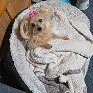 Blondie joined the competition — help win amazing prizes! dog, pet, bow, blanket, bed, fur, cute, indoor, cozy, small_dog, looking_up, carpet, relaxed, animal, companion, domestic_animal, texture, pink_bow, curious, laying_down