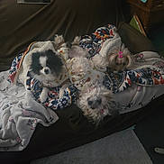 Mocha is registered to the contest to win money with this photo: dog, blanket, couch, indoor, pet, fur, cute, small_dog, cozy, animal, resting, home, comfort, sleepy, multicolor_blanket, pink_bow, carpet, furniture, relaxing, domestic_animal