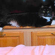 Vader is registered to the contest to win money with this photo: animal, black_and_white, cabinet_handle, cat, cozy, curious, domestic_cat, feline, fur, green_eyes, household, indoor, pet, pink_blanket, relaxed, resting, stretching, whiskers, wood_grain, wooden_cabinet