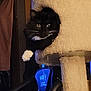 animal, black_cat, carpeted, cat, cat_tree, cozy, curious, dim_lighting, feline, fur, home, household, indoor, mischievous, paw, peeking, pet, relaxed, whiskers, white_paws
