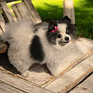 Chica joined the competition — help win amazing prizes! animal, bench, black_and_white, bow, cute, daylight, dog, fluffy, fur, grass, greenery, outdoor, pet, pet_accessory, pomeranian, portrait, small_dog, standing, sunlight, wooden_bench