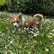 Annaé a rejoint le concours — aidez-le/la à gagner de superbes lots ! adorable, animal, corgi, cute, daisies, dog, flowers, fur, garden, grass, greenery, leaf, nature, outdoor, pet, puppy, small, spring, walking, young