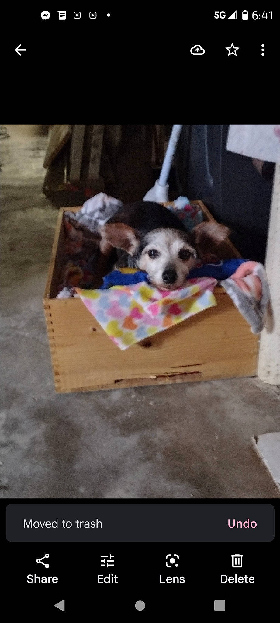 Jack is registered to the contest to win money with this photo: basket, box, canidae, cardboard, carnivore, companion_dog, dog, dog_breed, dog_supply, fawn, fur, packaging_and_labeling, paper_product, pet_supply, recipe, room, snout, sporting_group, toy_dog, working_animal