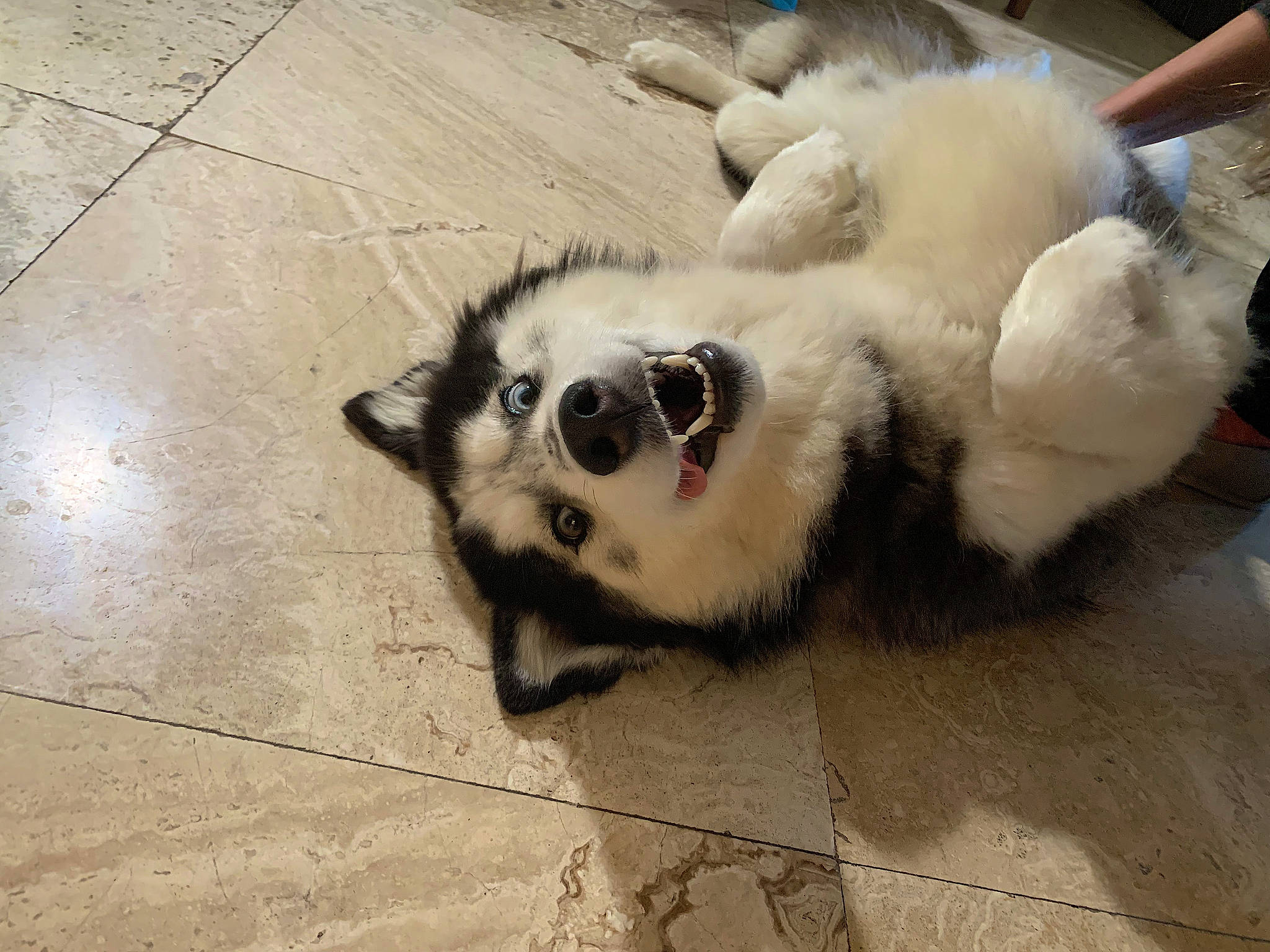 Aura June joined the competition — help win amazing prizes! canidae, carnivore, claw, companion_dog, dog, dog_breed, fawn, flooring, foot, fur, german_spitz, paw, road_surface, snout, sporting_group, terrestrial_animal, volpino_italiano, whiskers, wildlife, working_animal