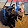 animal, black_cat, bow_tie, carpet, cat, close_up, companion, curious, cute, domestic_cat, feline, gray_cat, indoor, looking, patterned_rug, pet, portrait, sitting, two_animals, yellow_eyes