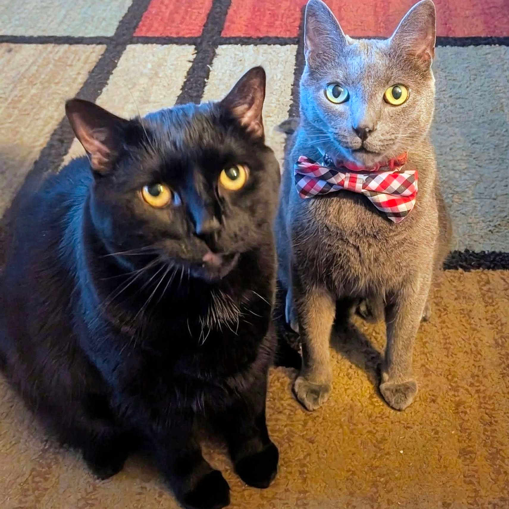 Loki And Bandito joined the competition — help win amazing prizes! animal, black_cat, bow_tie, carpet, cat, close_up, companion, curious, cute, domestic_cat, feline, gray_cat, indoor, looking, patterned_rug, pet, portrait, sitting, two_animals, yellow_eyes