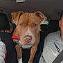 dog, brown_dog, white_paws, red_collar, car_interior, passenger_seat, driver_seat, seatbelt, person, gray_sweatshirt, chain_necklace, headrest, window, curious, pet, animal, alert, indoor, closeup, portrait