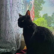 Luna joined the competition — help win amazing prizes! black_cat, cat, window, curtain, blanket, indoor, pet, animal, feline, sitting, looking_out, greenery, flag, screen, daylight, cozy, domestic, patterned_curtain, resting, quiet
