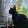 black_cat, cat, window, curtain, blanket, indoor, pet, animal, feline, sitting, looking_out, greenery, flag, screen, daylight, cozy, domestic, patterned_curtain, resting, quiet