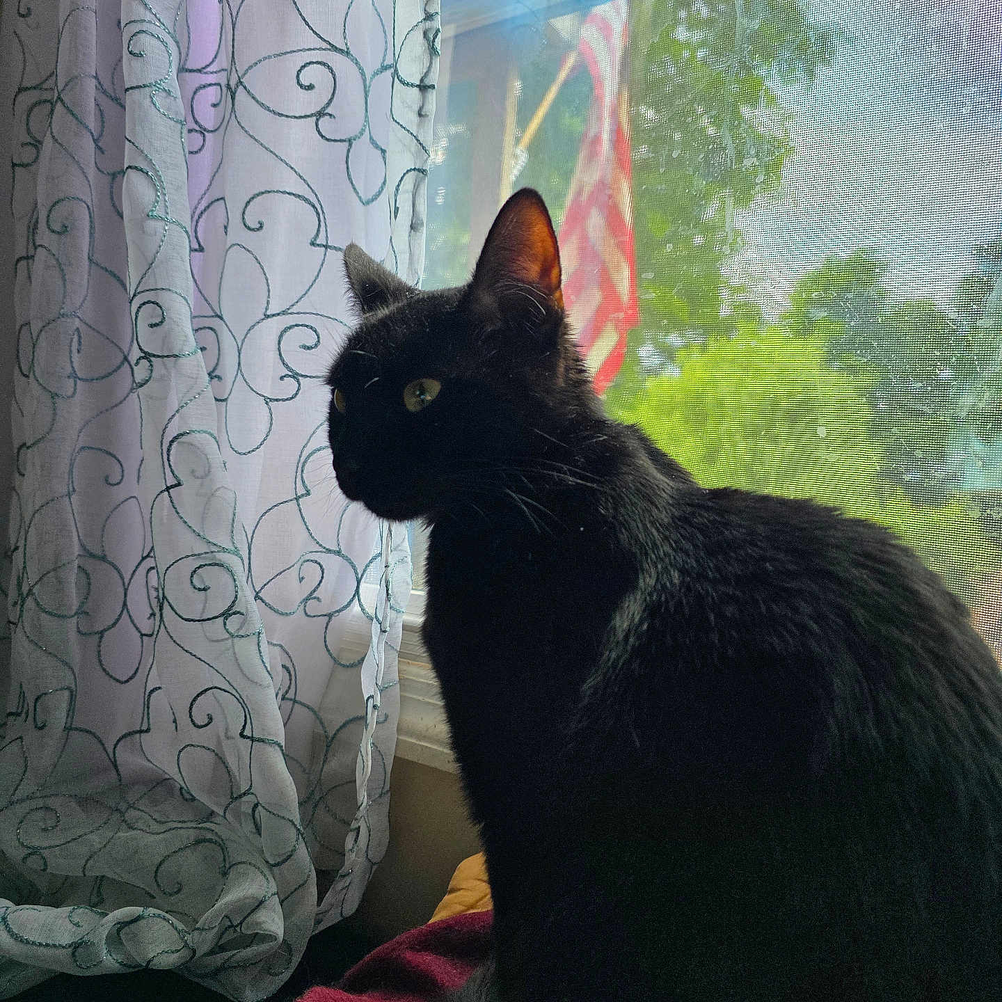 Luna joined the competition — help win amazing prizes! black_cat, cat, window, curtain, blanket, indoor, pet, animal, feline, sitting, looking_out, greenery, flag, screen, daylight, cozy, domestic, patterned_curtain, resting, quiet