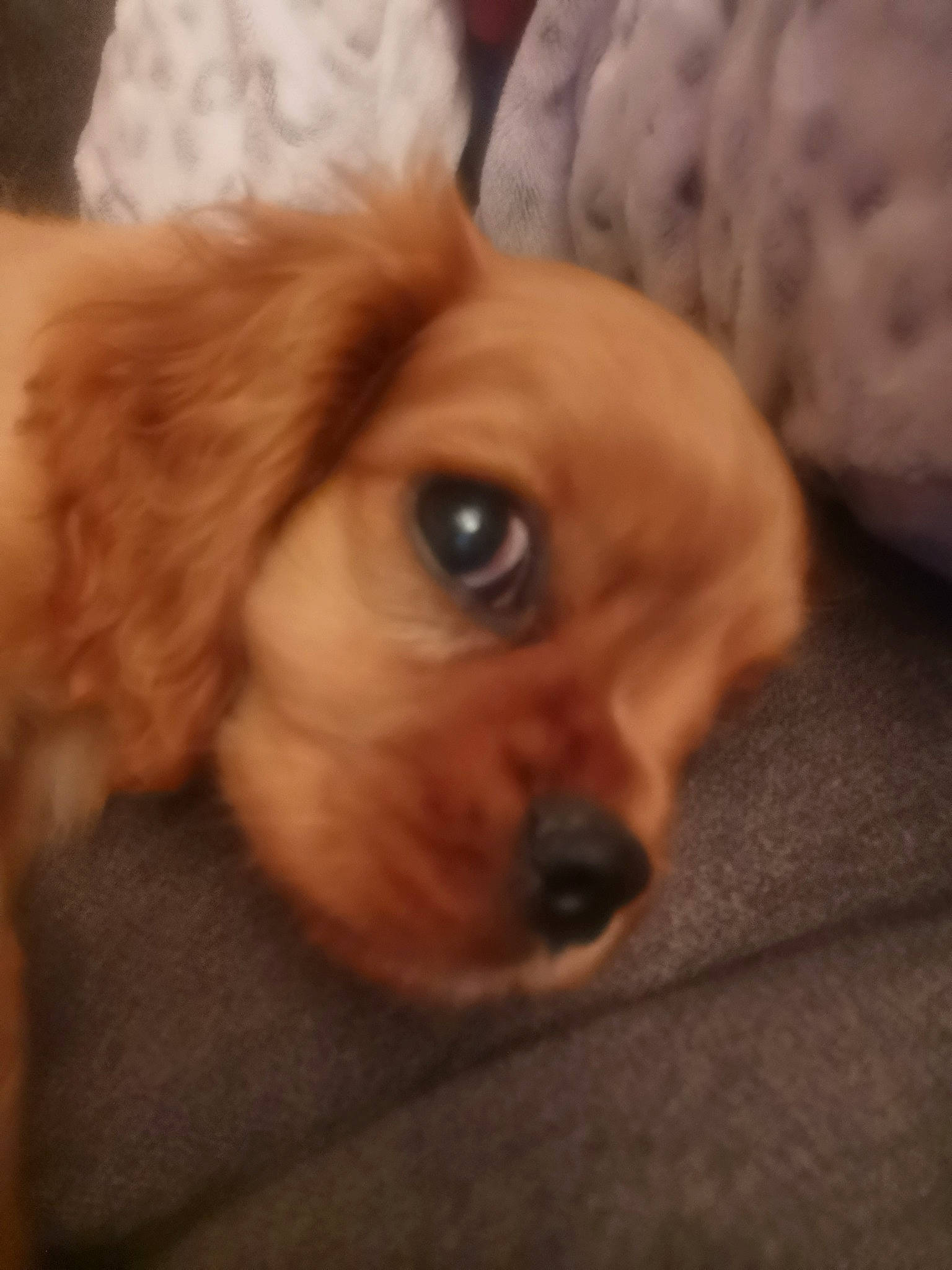 Ruben participe au concours pour gagner de l'argent avec cette photo : american_cocker_spaniel, canidae, caramel_color, carnivore, cavalier_king_charles_spaniel, cavapoo, cocker_spaniel, companion_dog, dog, dog_breed, eye, fawn, mammal, nose, puppy, puppy_love, snout, spaniel, sporting_group, vertebrate