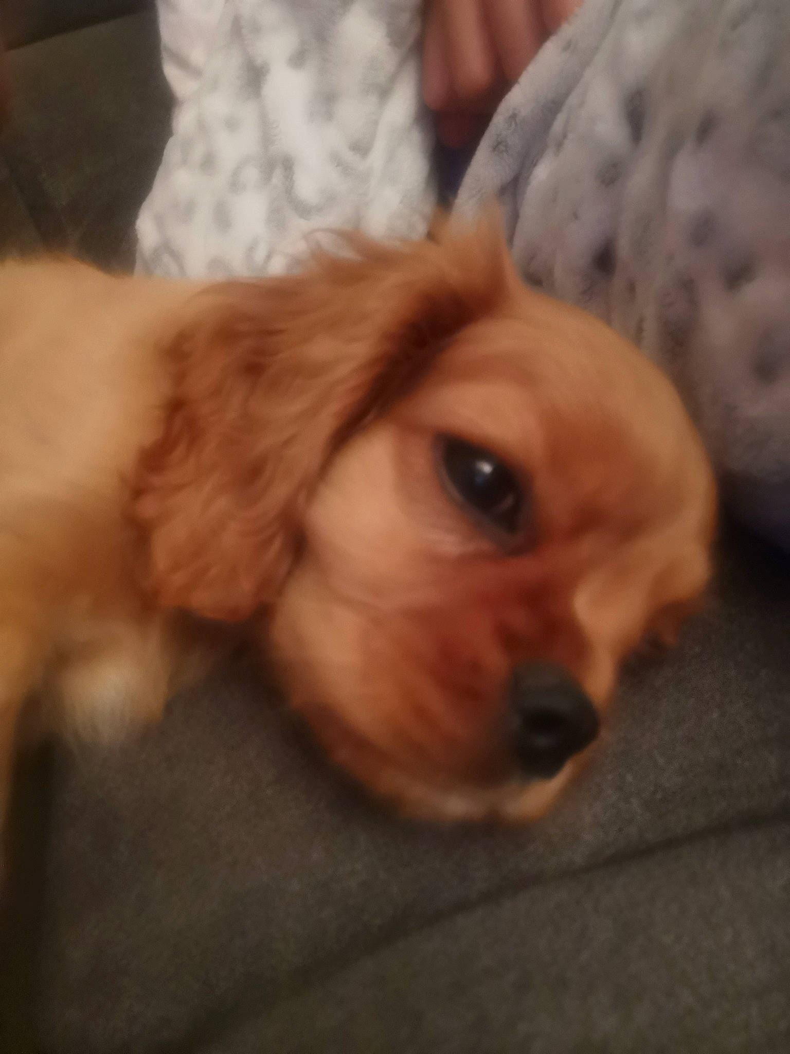 Ruben participe au concours pour gagner de l'argent avec cette photo : american_cocker_spaniel, canidae, carnivore, cavalier_king_charles_spaniel, cavapoo, cockapoo, cocker_spaniel, companion_dog, dog, dog_breed, english_cocker_spaniel, eye, king_charles_spaniel, mammal, nose, puppy, puppy_love, snout, spaniel, sporting_group