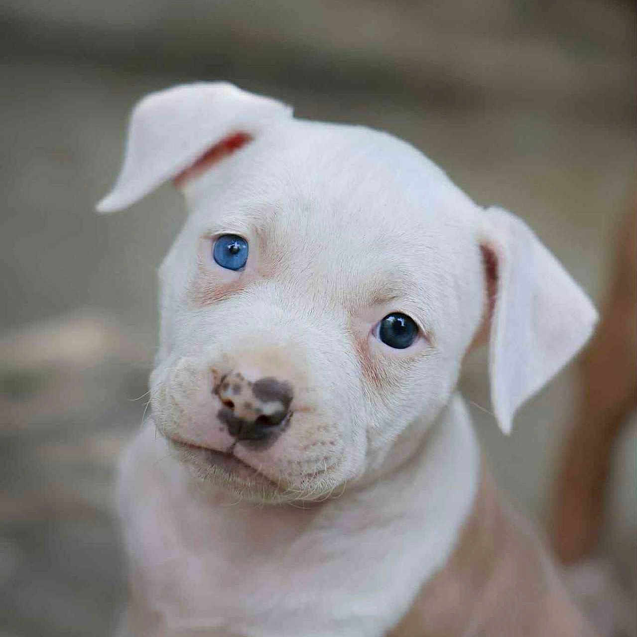 Laïka participe au concours pour gagner de l'argent avec cette photo : adorable, animal, blue_eyes, canine, close_up, cute, dog, ears, face, fur, looking, mismatched_eyes, nose, outdoor, pet, portrait, puppy, sitting, white_fur, young