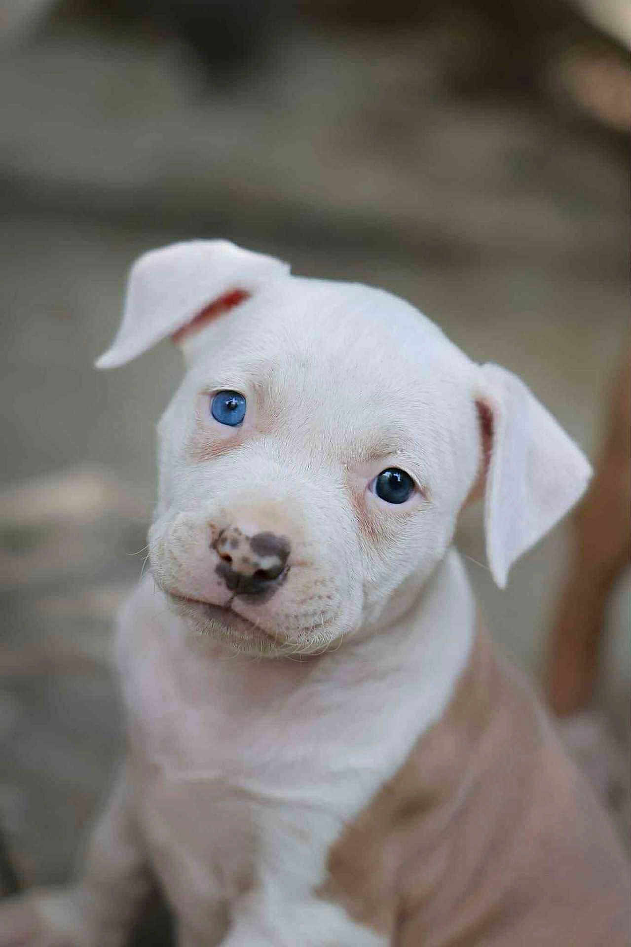 Laïka participe au concours pour gagner de l'argent avec cette photo : puppy, dog, white_fur, blue_eyes, mismatched_eyes, cute, pet, animal, close_up, portrait, outdoor, young, fur, canine, adorable, sitting, looking, face, ears, nose