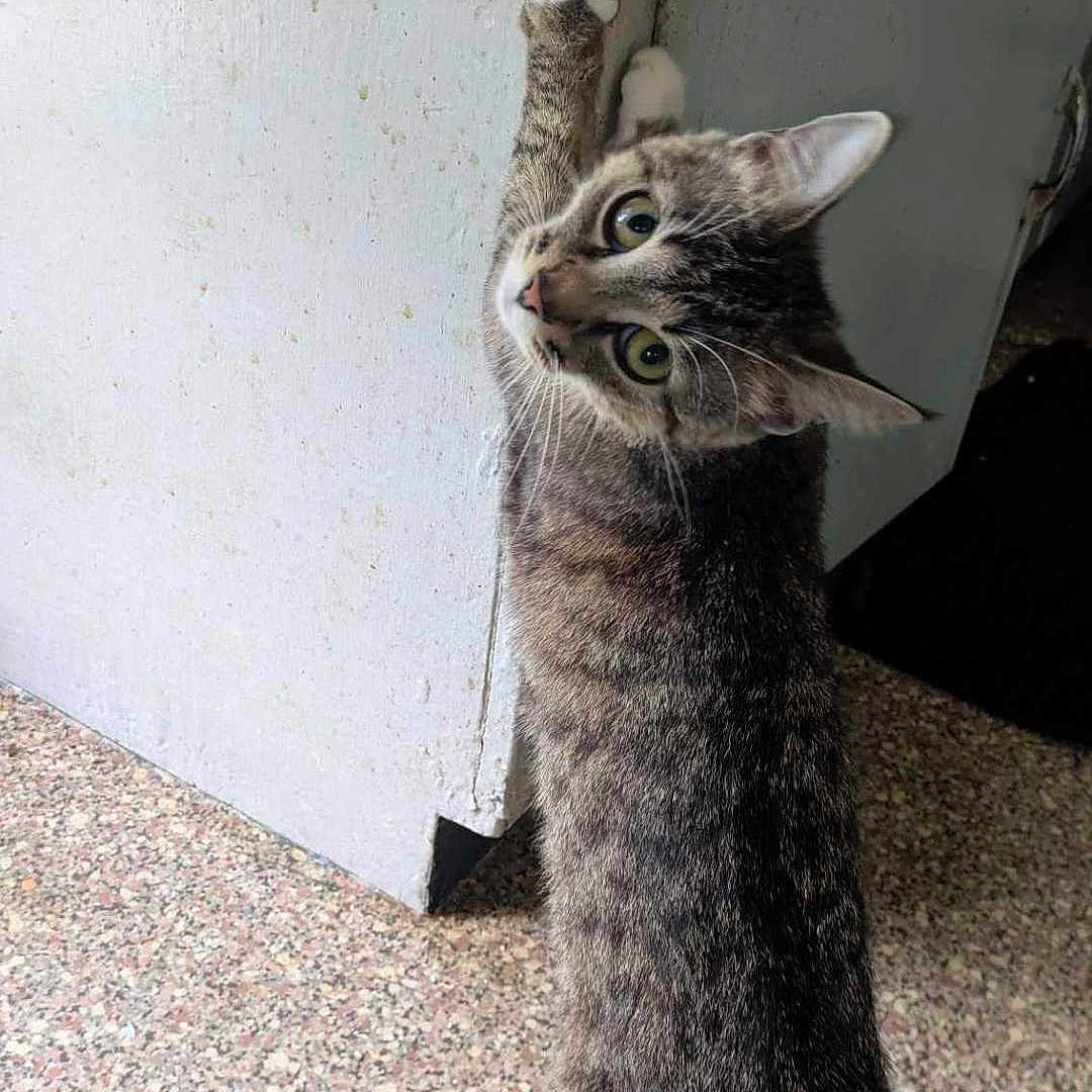 Stella Ash Moon is registered to the contest to win money with this photo: animal, cat, close_up, curious, domestic_animal, door, ears, feline, floor, household, indoor, looking_back, paws, pet, speckled_floor, stretching, tabby, wall, whiskers, white_door