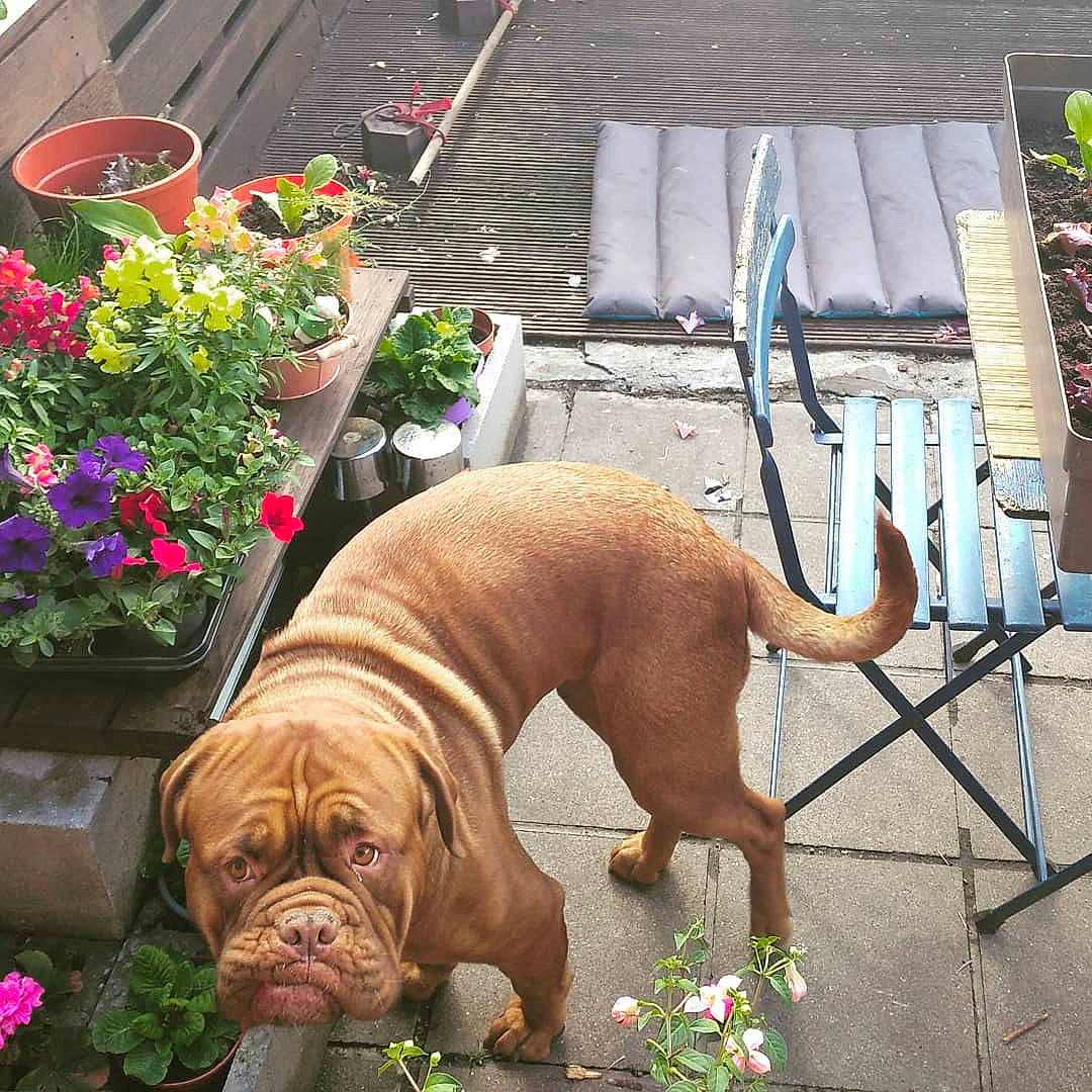 Chance participe au concours pour gagner de l'argent avec cette photo : annual_plant, carnivore, chair, companion_dog, dog, dog_breed, fawn, flower, flowerpot, grass, guard_dog, houseplant, liver, outdoor_furniture, plant, snout, sporting_group, working_animal, working_dog, wrinkle
