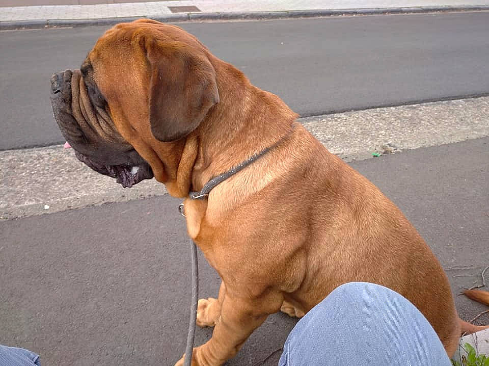 Replay a rejoint le concours — aidez-le/la à gagner de superbes lots ! asphalt, canidae, carnivore, collar, companion_dog, dog, dog_breed, dog_collar, fashion_accessory, fawn, leash, liver, pet_supply, plant, road_surface, snout, sporting_group, tail, working_animal, working_dog