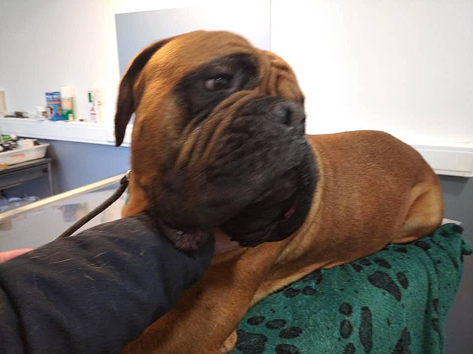 Replay a rejoint le concours — aidez-le/la à gagner de superbes lots ! bulldog, canidae, carnivore, chair, comfort, companion_dog, dog, dog_breed, fawn, flooring, fur, hardwood, liver, snout, sporting_group, toy_dog, whiskers, wood, working_animal, wrinkle