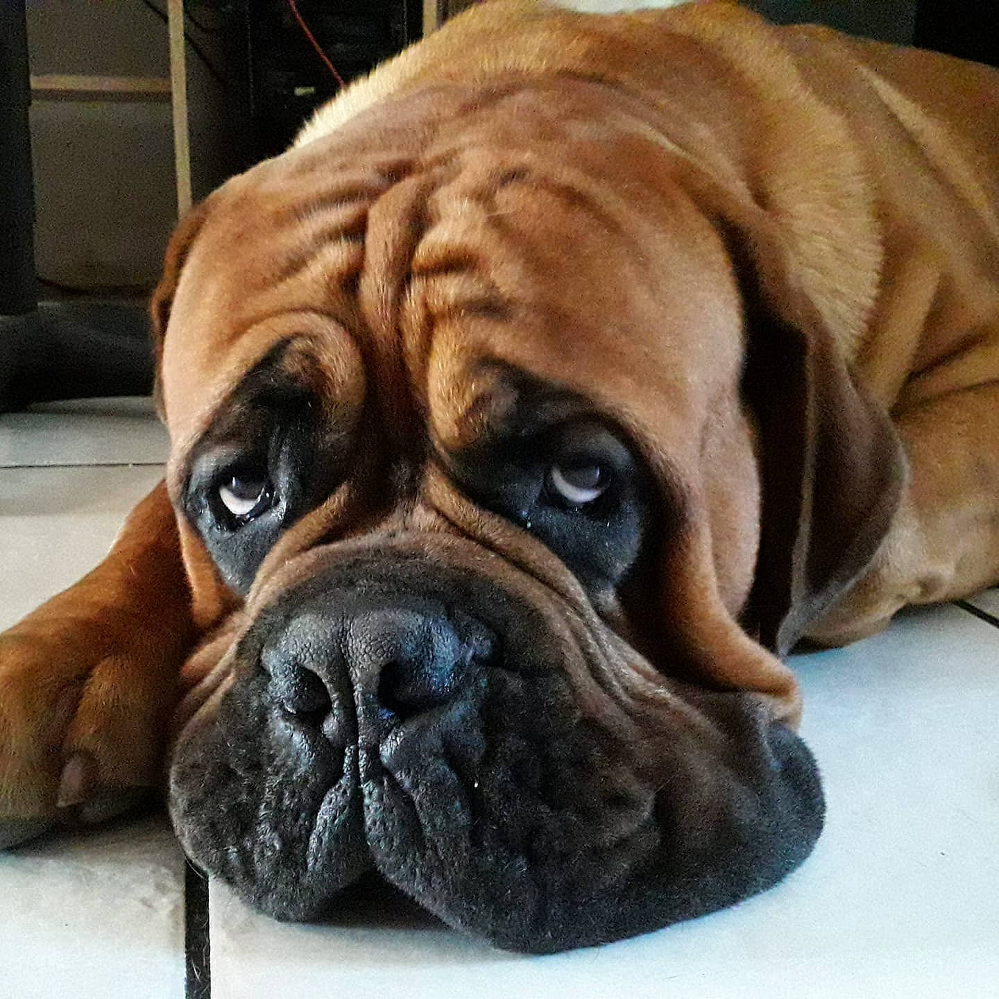 Replay a rejoint le concours — aidez-le/la à gagner de superbes lots ! ancient_dog_breeds, bored, boxer, canidae, carnivore, companion_dog, dog, dog_breed, fawn, fur, giant_dog_breed, liver, non_sporting_group, plant, snout, sporting_group, whiskers, working_animal, working_dog, wrinkle